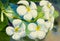 Watercolor painting original realistic white flower of frangipani