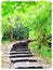 Watercolor painting of a path in the woods