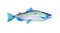 Watercolor painting pink salmon fish. Humpback atlantic, vector illustration with details and optimized specks to be used in packa