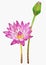 Watercolor painting of pink waterlily on white background