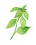 Watercolor painting of the plant green Basil. Fragrant seasoning, isolated on white background, for beautiful design, with space