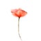 Watercolor painting poppy flower. Isolated flowers on white paper background