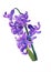 Watercolor painting of purple hyacinth flowers and leaves