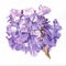 Watercolor painting of purple jacaranda flowers stem