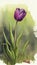 watercolor painting purple tulip card template cracked varnish rusty hanging scroll art elegant green masterful..A watercolor