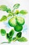 Watercolor painting realistic herb of kaffir lime and green leaves