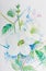 Watercolor painting realistic white flower of acanthaceae and green leaves