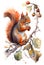 watercolor painting of red squirrel (Sciurus vulgaris