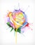 Watercolor painting rose