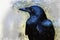 Watercolor painting of a single crow closeup