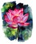 Watercolor painting of single Lotus flower