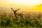 Watercolor painting of a stag deer with antlers standing in scenic nature in foggy morning or evening light