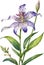 Watercolor painting of Toad Lily flower. Illustration of flowers. AI-Generated.