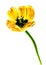 Watercolor painting Tulip. Yellow isolated Tulip on white background