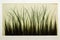 Watercolor painting of vetiver grass on white wall