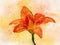 Watercolor painting of a vibrant orange day lily. Botanical illustration