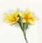 Watercolor painting yellow lilies flower