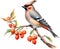 Watercolor paintings of colorful Bohemian waxwing birds. Ai-Generated.