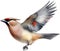 Watercolor paintings of colorful Bohemian waxwing birds. Ai-Generated.