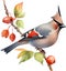 Watercolor paintings of colorful Bohemian waxwing birds. Ai-Generated.