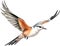 Watercolor paintings of colorful Scissor-tailed flycatcher birds. Ai-Generated.