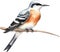 Watercolor paintings of colorful Scissor-tailed flycatcher birds. Ai-Generated.