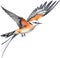 Watercolor paintings of colorful Scissor-tailed flycatcher birds. Ai-Generated.