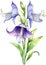 Watercolor paintings of Harebell and flowers. Ai-Generated.