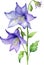 Watercolor paintings of Harebell and flowers. Ai-Generated.