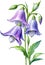 Watercolor paintings of Harebell and flowers. Ai-Generated.