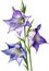 Watercolor paintings of Harebell and flowers. Ai-Generated.