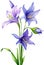 Watercolor paintings of Harebell and flowers. Ai-Generated.