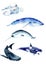 Watercolor paintings poster. Whale animals: narwhal, blue whale, beluga whale shark, sketch
