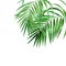 Watercolor palm leaves on white background