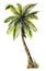 Watercolor palm tree