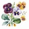 Watercolor Pansy Floral Clipart. Beautiful Watercolor set . Isolated on White Background.