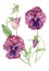 Watercolor pansy flower, hand-drawn botanical illustration of a purple violet. Its perfect for poster, greeting cards