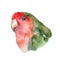 Watercolor Parrot cockatiel isolated