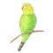 Watercolor parrot isolated on white background tropical bird green yellow tropics