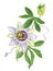 Watercolor passion flower branch