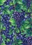 Watercolor pattern of blue grapes bunches