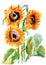 Watercolor pattern, botanical sketch, yellow sunflowers with black middles on a white background