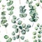 Watercolor pattern with eucalyptus round leaves. Hand painted baby and silver dollar eucalyptus branch isolated on white