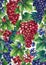 Watercolor pattern of red and blue grapes bunches