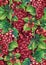 Watercolor pattern of redgrapes bunches