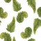 Watercolor pattern with vintage curled fern leaves isolated on white background. Botanical collection.