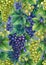 Watercolor pattern of white and blue grapes bunches