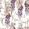Watercolor pattern with wisteria flowers and leaves
