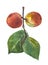 Watercolor peaches on a twig with leaves.