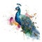 Watercolor peacock isolated on white background. Hand-drawn illustration
